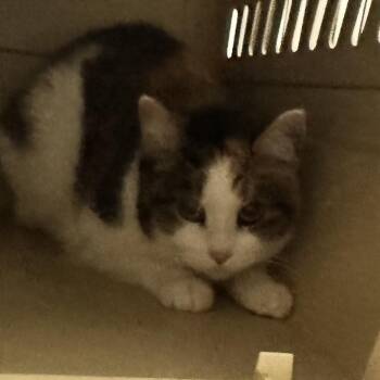 Pasta -  Domestic Short Hair Cat for Adoption in St. Louis, Missouri - Pasta | PetCurious