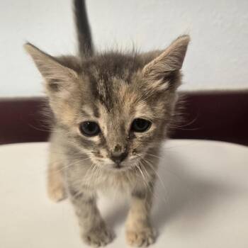 Wednesday -  Domestic Short Hair Cat for Adoption in Desert Hot Springs, California - Wednesday | PetCurious