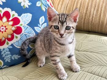 Rosalia -  Domestic Short Hair Cat for Adoption in Sebastian, Florida - Rosalia | PetCurious