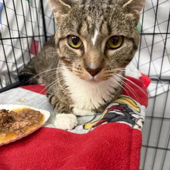 Domestic Short Hair Cats Available for Adoption - Munster | PetCurious