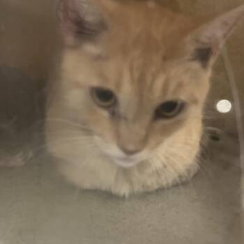 Biggie Cheese -  Domestic Medium Hair Cat for Adoption in Philadelphia, Pennsylvania - Biggie Cheese | PetCurious
