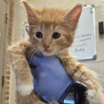 Zane -  Domestic Short Hair Cat for Adoption in Birmingham, Alabama - Zane | PetCurious