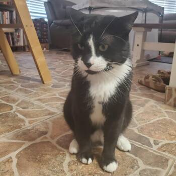 Fin -  Domestic Short Hair Cat for Adoption in Tempe, Arizona - Fin | PetCurious