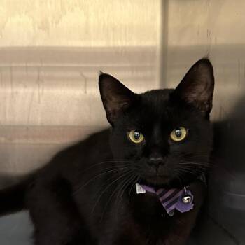 Soil -  Domestic Short Hair Cat for Adoption in Evanston, Illinois - Soil | PetCurious