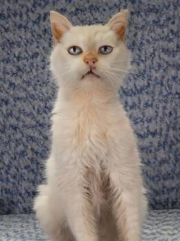 Domestic Short Hair Cats Available for Adoption - ANGEL | PetCurious