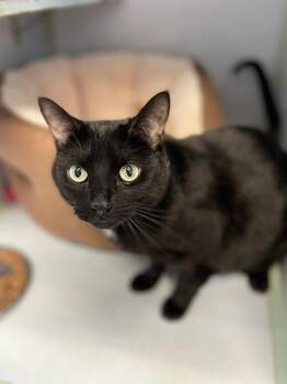 Molly -  Domestic Short Hair Cat for Adoption in Papillion, Nebraska - Molly | PetCurious