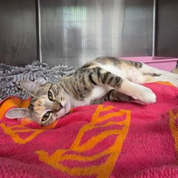 0579-C26 -  Domestic Short Hair Cat for Adoption in Port Charlotte, Florida - 0579-C26 | PetCurious