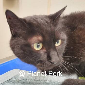 Jerome -  Domestic Short Hair and Mixed Breed Cat for Adoption in Oshkosh, Wisconsin - Jerome | PetCurious