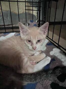 Remy -  Domestic Short Hair Cat for Adoption in North Richland Hills, Texas - Remy | PetCurious