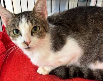 STELLA -  Domestic Short Hair Cat for Adoption in Elizabethton, Tennessee - STELLA | PetCurious