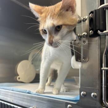 CHAD -  Domestic Short Hair Cat for Adoption in Greensboro, North Carolina - CHAD | PetCurious