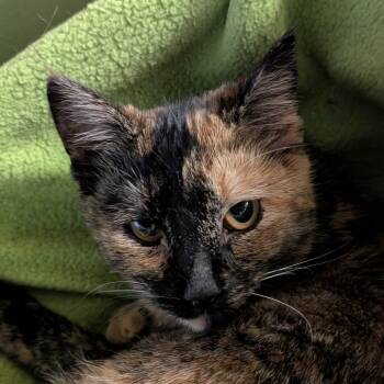 Rescue Domestic Short Hair Cats for Adoption in Spokane, Washington - Venus | PetCurious