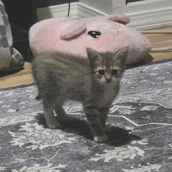 Gene -  Domestic Medium Hair Cat for Adoption in West Olive, Michigan - Gene | PetCurious