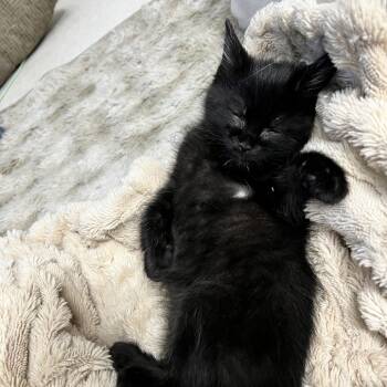 Domestic Short Hair Cats Available for Adoption in Indianapolis, Indiana - Martin | PetCurious