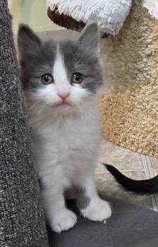 Domestic Short Hair Cats Available for Adoption in Minneapolis, Minnesota - Dandy | PetCurious