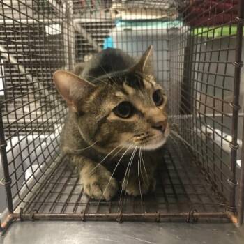 SHARK -  Domestic Short Hair Cat for Adoption in Conroe, Texas - SHARK | PetCurious