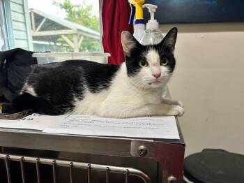Felicity Freeport -  Domestic Short Hair Cat for Adoption in Westbury, New York - Felicity Freeport | PetCurious