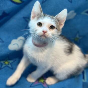 Bryson -  Domestic Short Hair Cat for Adoption in Matteson, Illinois - Bryson | PetCurious