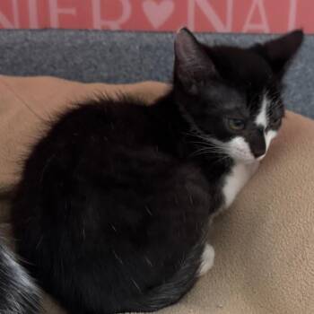 Domestic Short Hair Cats Available for Adoption in Bradenton, Florida - Crackers | PetCurious
