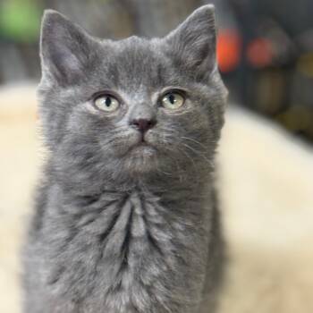 Rescue Domestic Short Hair Cats for Adoption - Bib | PetCurious