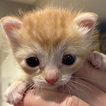 Domestic Short Hair Cats Available for Adoption in Grantsville, Utah - Mr. Petey | PetCurious