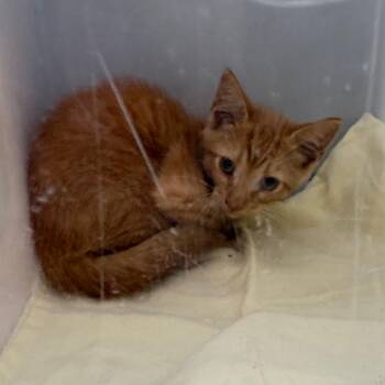 Snorch -  Domestic Short Hair Cat for Adoption in Columbus, Georgia - Snorch | PetCurious