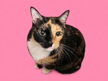 KENIA -  Domestic Short Hair Cat for Adoption in Doral, Florida - KENIA | PetCurious
