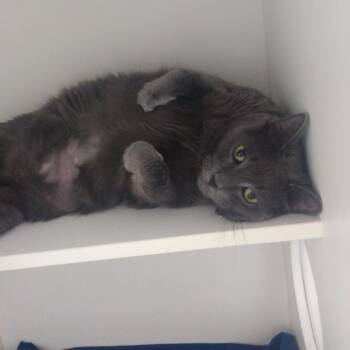 Charm -  Domestic Short Hair Cat for Adoption in Philadelphia, Pennsylvania - Charm | PetCurious