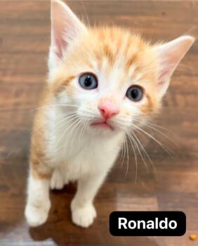 Ronaldo -  Domestic Short Hair Cat for Adoption in Johnson City, Tennessee - Ronaldo | PetCurious