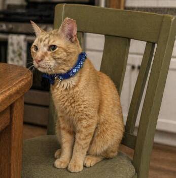 Tabby Cats Available for Adoption in Waldorf, Maryland - ELIJAH.  #3765 | PetCurious