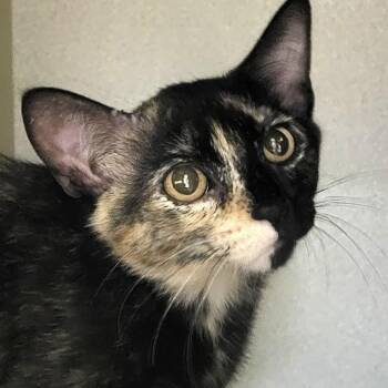 Ghost Pepper -  Domestic Short Hair Cat for Adoption in Grayslake, Illinois - Ghost Pepper | PetCurious