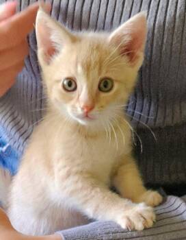 Domestic Short Hair Cats Available for Adoption in Lake Orion, Michigan - Copper | PetCurious