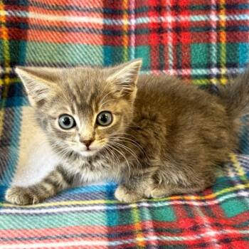 Prescott -  Domestic Short Hair Cat for Adoption in Mt. Juliet, Tennessee - Prescott | PetCurious