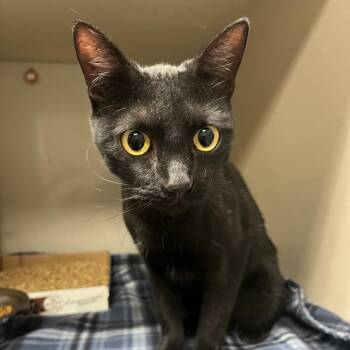 Domestic Short Hair Cats Available for Adoption - Soledad | PetCurious