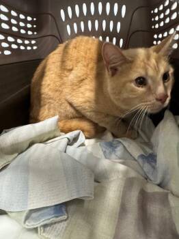 Willoughby -  Domestic Short Hair Cat for Adoption in Bloomington, Indiana - Willoughby | PetCurious