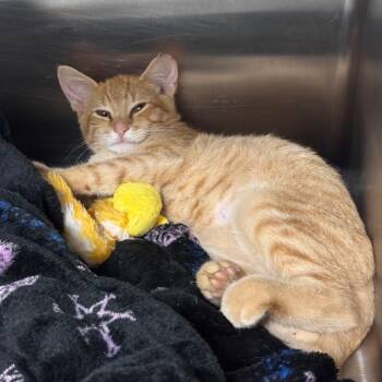 Orzo 29799 -  Domestic Short Hair Cat for Adoption in Middleburg, Florida - Orzo 29799 | PetCurious