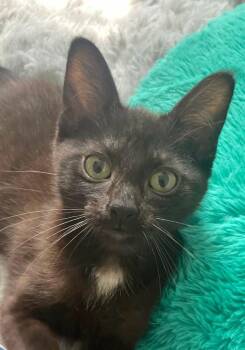 Lovely -  Domestic Short Hair Cat for Adoption in Bolivar, Missouri - Lovely | PetCurious