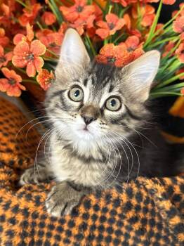 5/6/26 Hana -  Domestic Short Hair Cat for Adoption in Stillwater, Oklahoma - 5/6/26 Hana | PetCurious