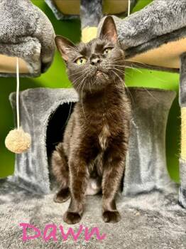 Dawn -  Domestic Short Hair Cat for Adoption in West Union, Ohio - Dawn | PetCurious