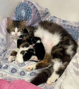 Emmy -  Domestic Short Hair Cat for Adoption in Westfield, New York - Emmy | PetCurious