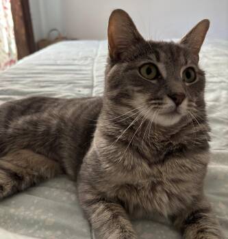Zara -  Domestic Short Hair Cat for Adoption in Naugatuck, Connecticut - Zara | PetCurious