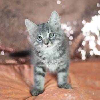 Conrad -  Domestic Long Hair Cat for Adoption in Brownsboro, Alabama - Conrad | PetCurious