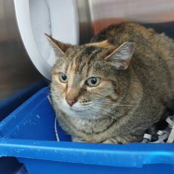 Domestic Short Hair Cats Available for Adoption in Philadelphia, Pennsylvania - Annie | PetCurious