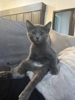 Ahsoka -  Domestic Short Hair Cat for Adoption in Brandon, Florida - Ahsoka | PetCurious