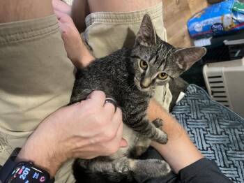 Skylar -  Domestic Short Hair Cat for Adoption in Louisville, Kentucky - Skylar | PetCurious