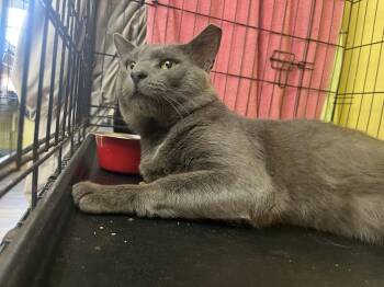 Brendt -  Domestic Short Hair Cat for Adoption in Broomall, Pennsylvania - Brendt | PetCurious