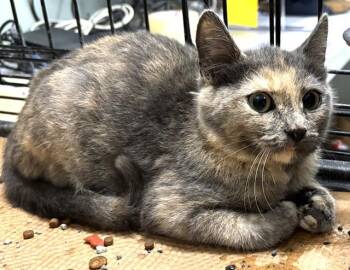 ITSY -  Domestic Short Hair Cat for Adoption in Dedham, Massachusetts - ITSY | PetCurious