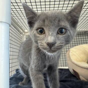 Chevy -  Domestic Short Hair Cat for Adoption in Buellton, California - Chevy | PetCurious