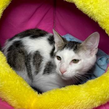 Domestic Short Hair Cats Available for Adoption - Baby Soot | PetCurious