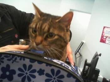 Domestic Short Hair Cats Available for Adoption - PRINCESS | PetCurious